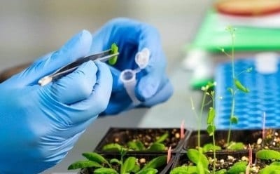 Nutritional analysis of plant samples